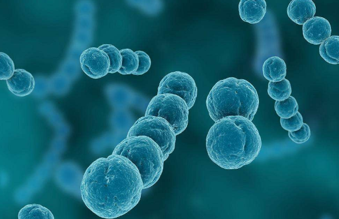 快速检测金黄色葡萄球菌的一种氮源的酶解优化策略